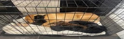Springador dogs for sale: Mixed breed Springador puppies - Advert 8
