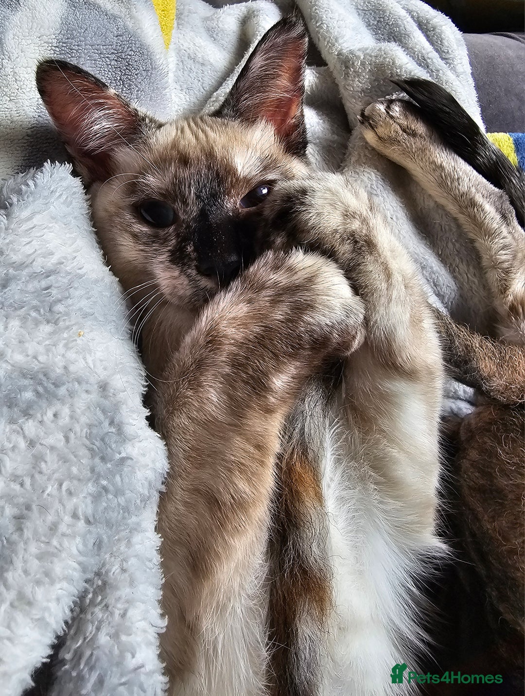 Sphynx cats for sale: Sphynx x Siamese kittens - Image 9