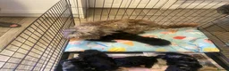 Cockapoo dogs for sale: Outstanding cockerpoo puppies  - Advert 24
