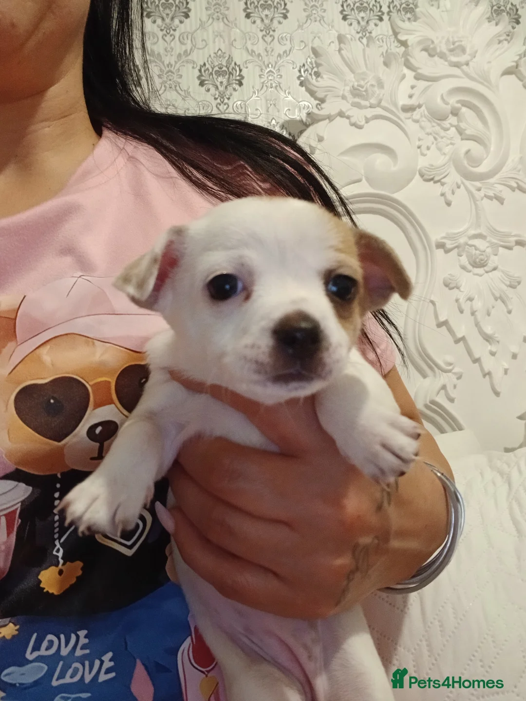 Chihuahua dogs for sale: Ready now Stunning tiny chihuahua pups  - Advert 2