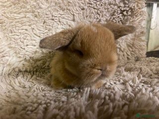 Mini Lop rabbits - Advert 30