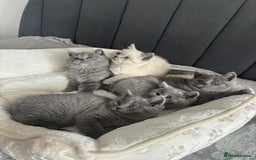 British Shorthair cats for sale: British shorthair kittens - Image 10