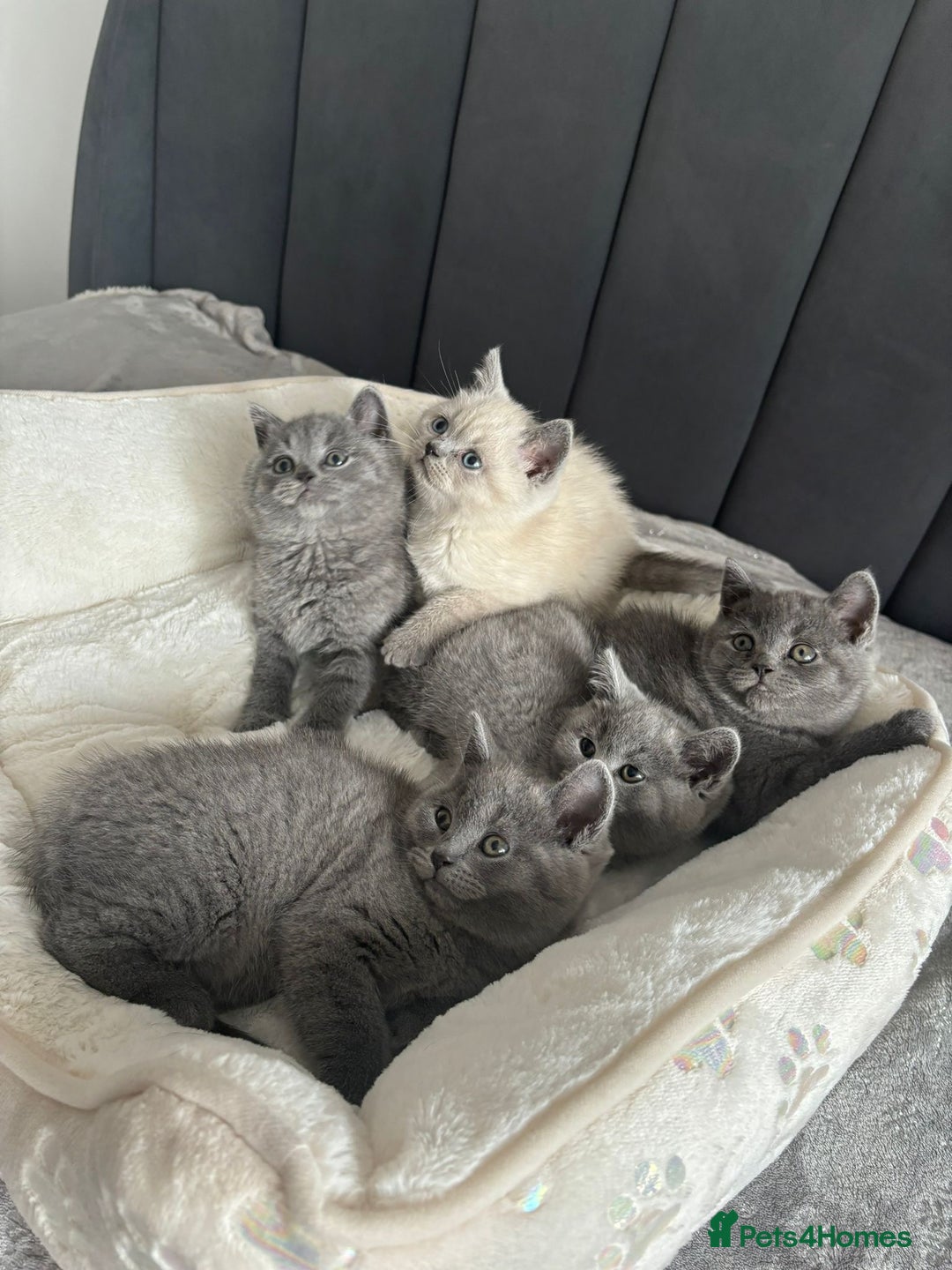 British Shorthair cats for sale: British shorthair kittens - Image 10