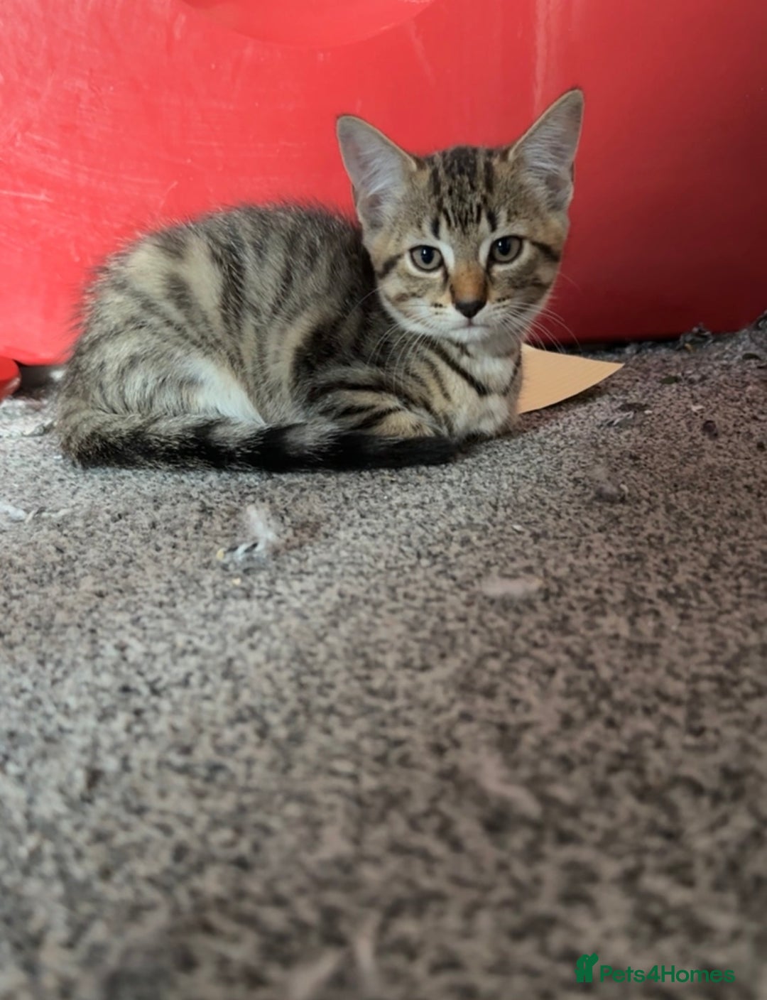Domestic Shorthair cats for sale: 4 beautiful kittens, £100 each!! - Image 13