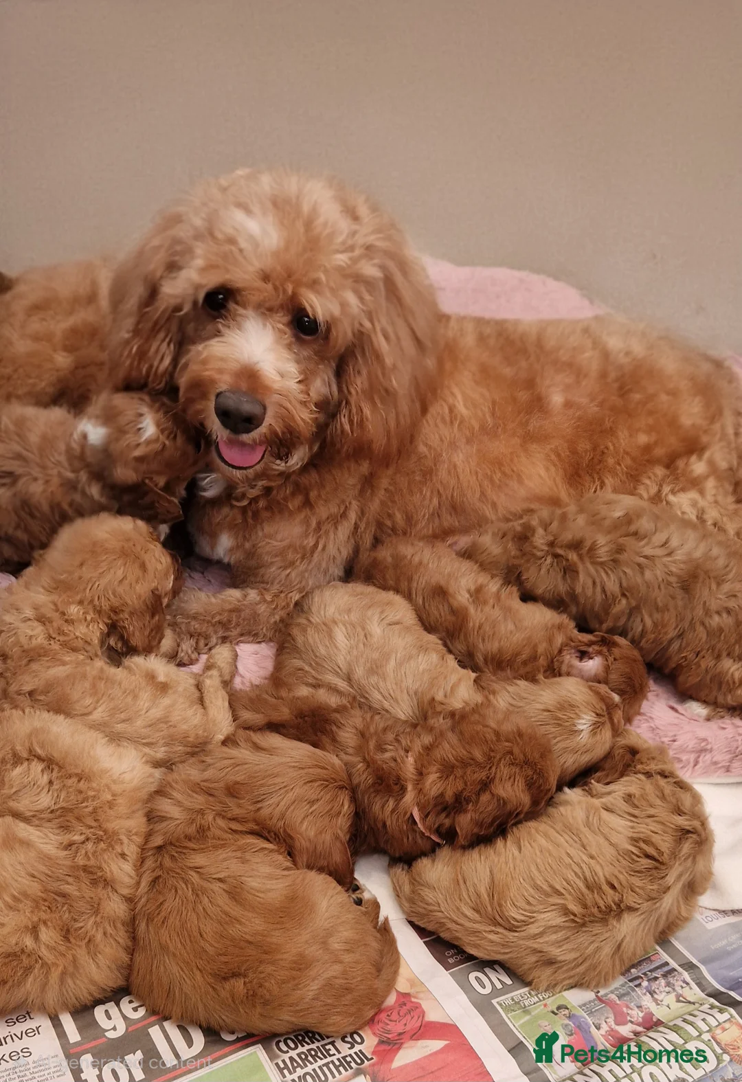 Cockapoo dogs for sale: Beautiful health clear Cockapoo's in Staines - Advert 1