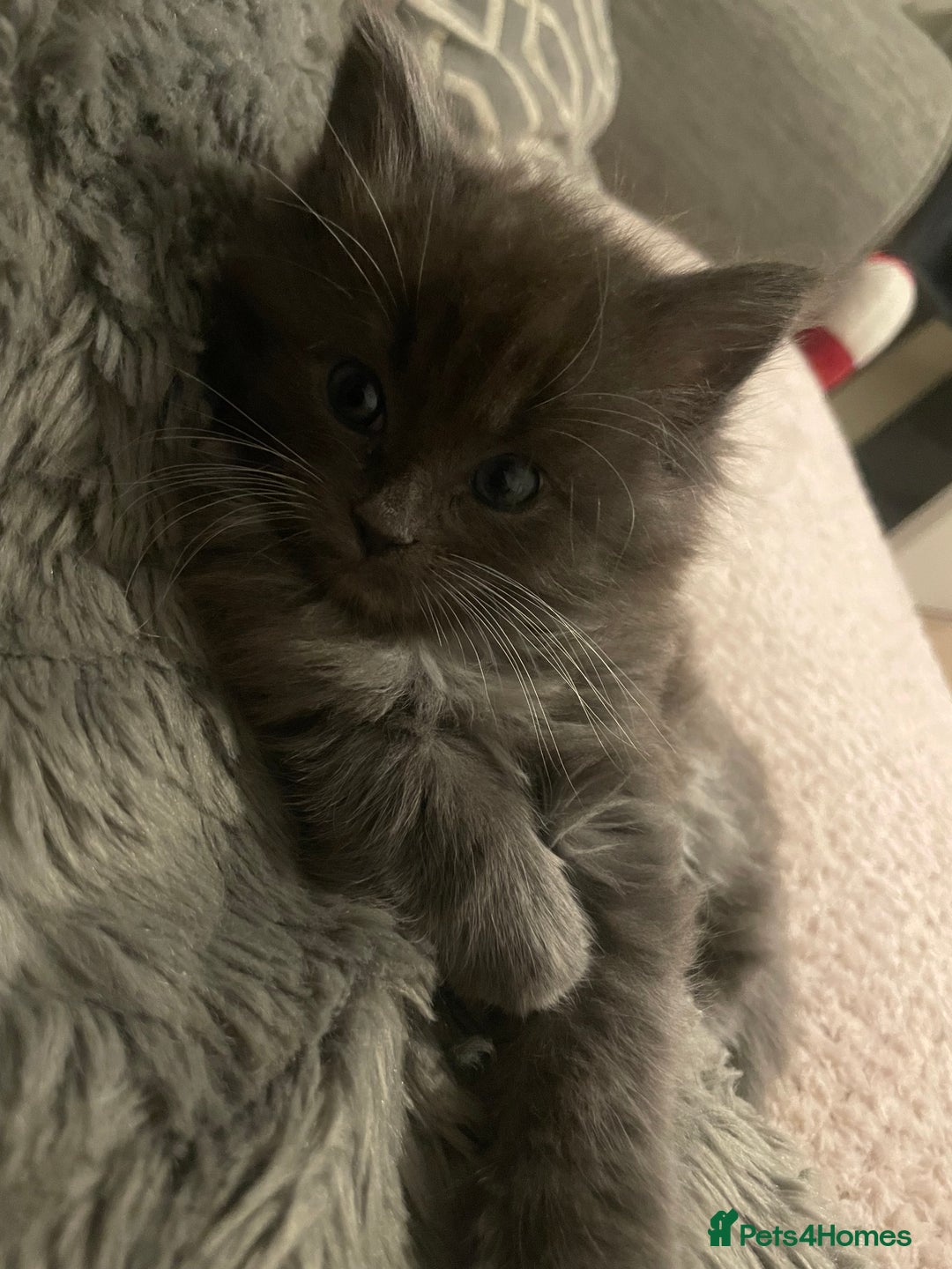 Ragdoll cats for sale: 4 maincoon x ragdoll kittens - Advert 25