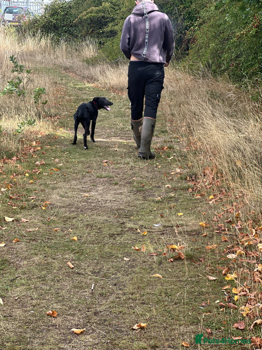Lurcher dogs for sale: Lurcher dog for sale - Image 1