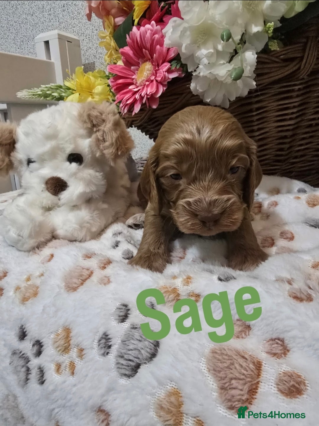 Cockapoo dogs for sale: Health tested cockerpoo F1 pups licensed Breeder  - Advert 19