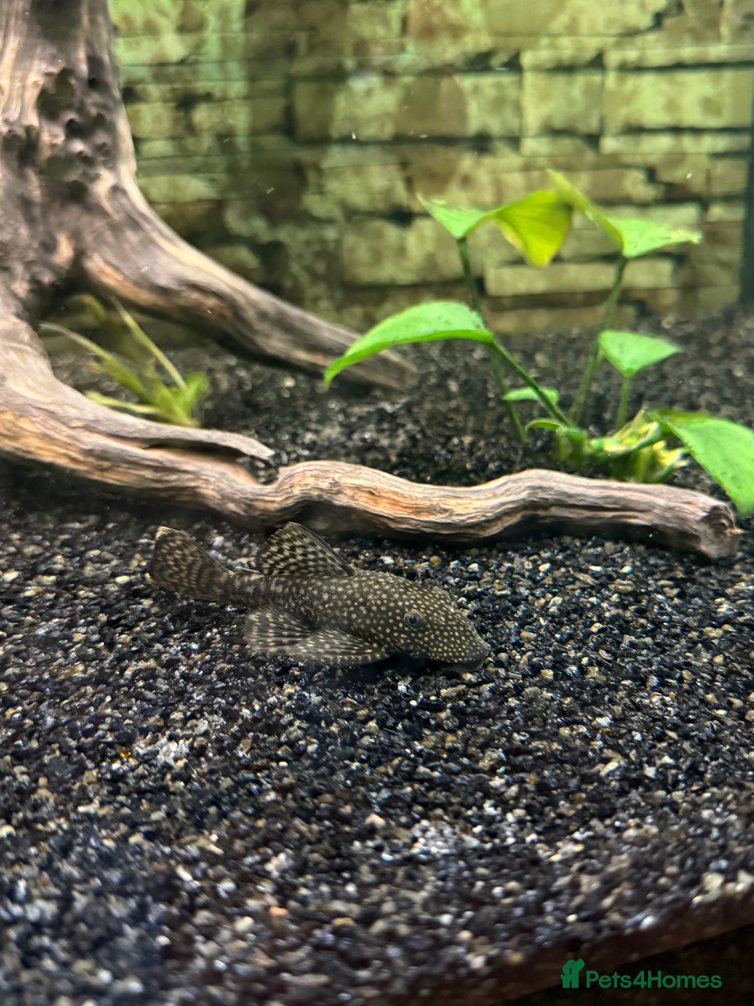 Catfish fish for sale: Tropical fish for sale - Advert 7