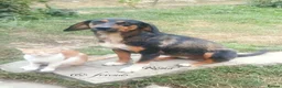 Mixed Breed dogs for adoption: Roma, 3-4 yrs. Available for adoption. - Advert 4