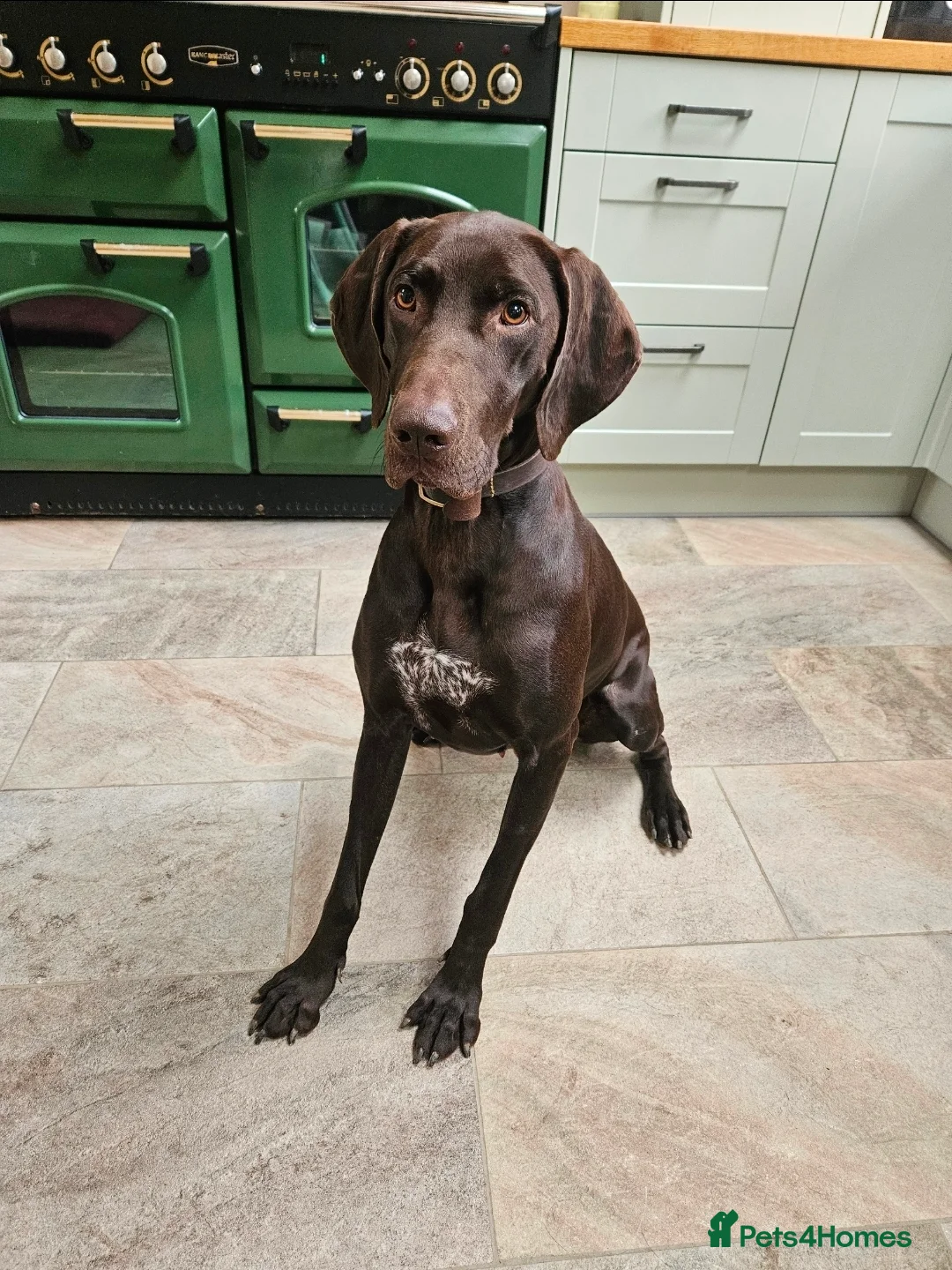 German Shorthaired Pointer dogs for sale: German Shorthaired Pointer Puppies  - Advert 1