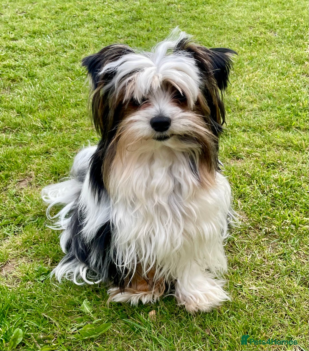 Biewer Terrier dogs for sale: Beautiful Biewer Terrier Pups - Image 15