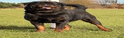 Rottweiler dogs for stud: Top quality health tested kc male German X serbian - Advert 2