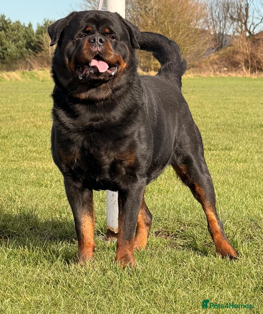 Rottweiler dogs for stud: Top quality health tested kc male German X serbian - Advert 2