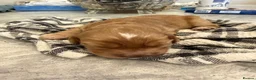 Cockapoo dogs for sale:  Beautiful Male Cockerpoo in Bishop Auckland - Advert 6