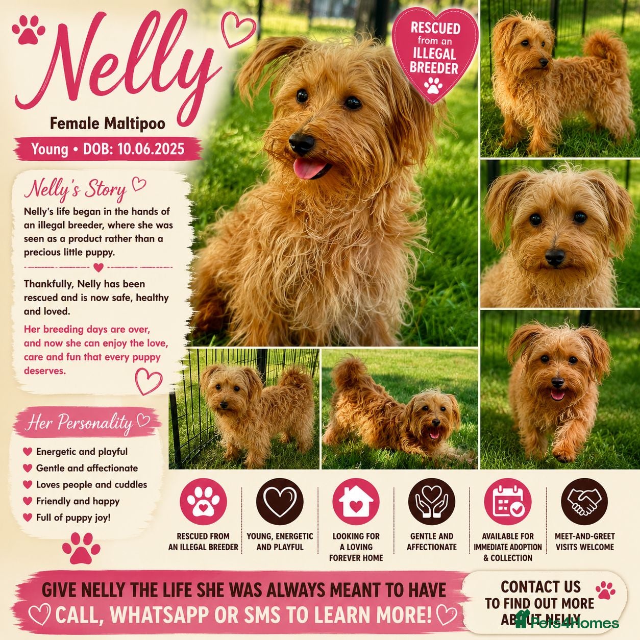 Maltipoo dogs 🐾 Nelly – Female Maltipoo 🐾 - Advert 2