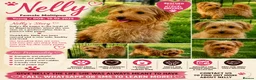 Maltipoo dogs for adoption: 🐾 Nelly – Female Maltipoo 🐾 - Advert 2