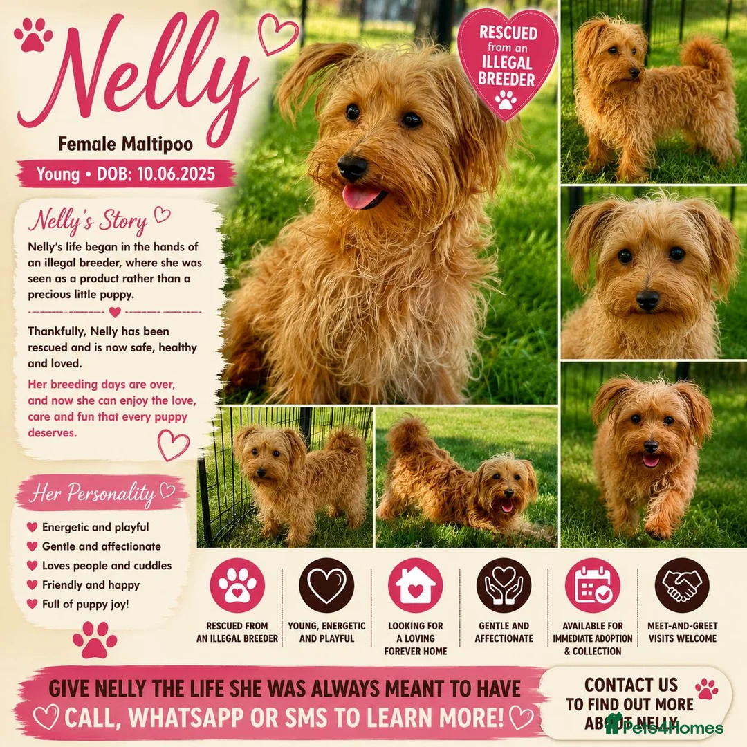 Maltipoo dogs for adoption: 🐾 Nelly – Female Maltipoo 🐾 - Advert 2