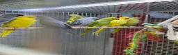 Ringnecks birds for sale: Ringneck  - Advert 6