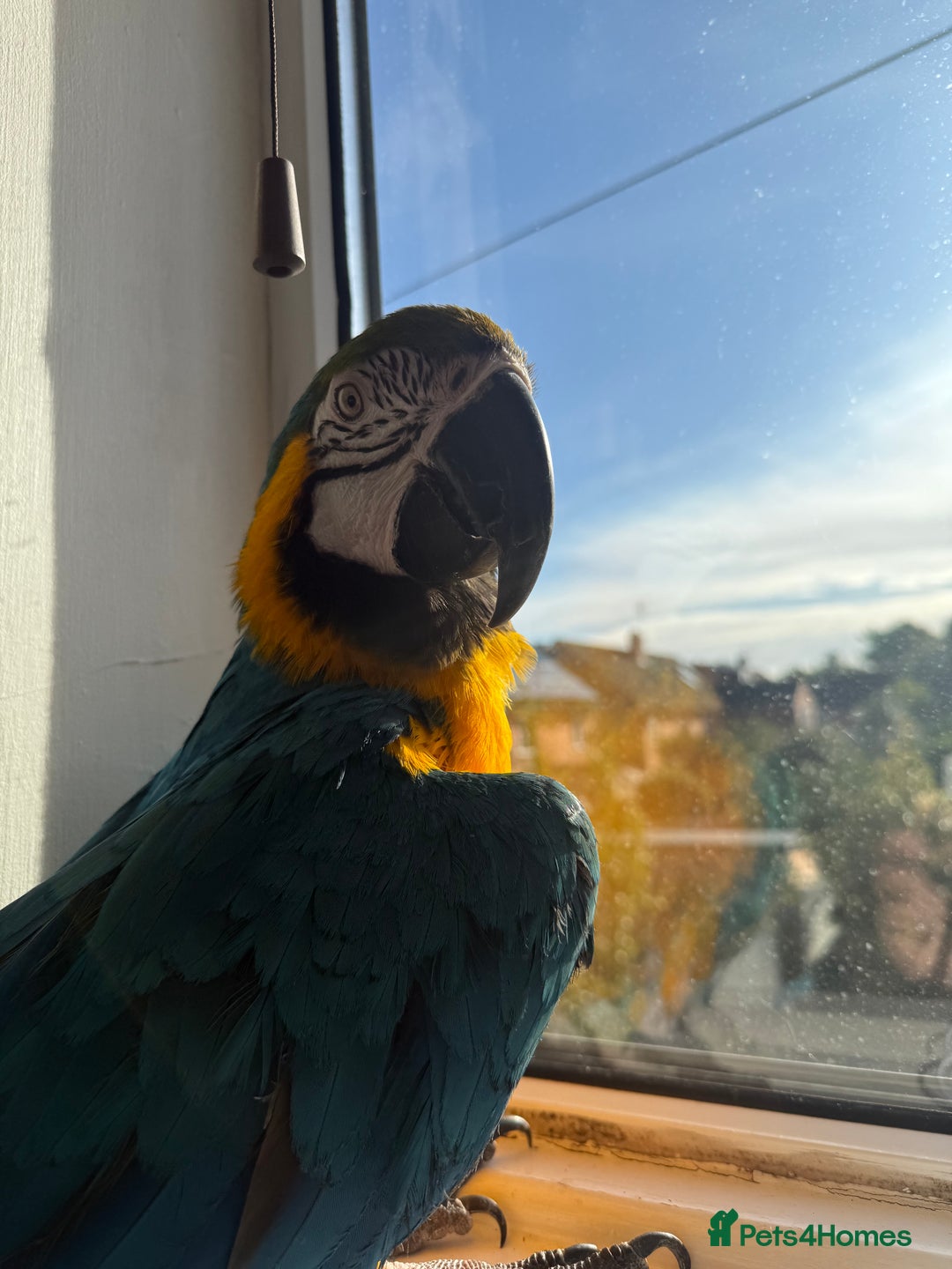 Macaws birds for sale: Harvey our beautiful boy - Image 2
