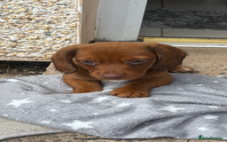 Dachshund dogs for sale: Dachshund puppies available for rehoming. - Image 7