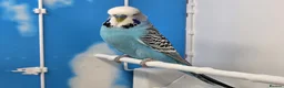 Budgerigars birds for sale: Stunning Budgies, various colors & Mutations - Advert 11
