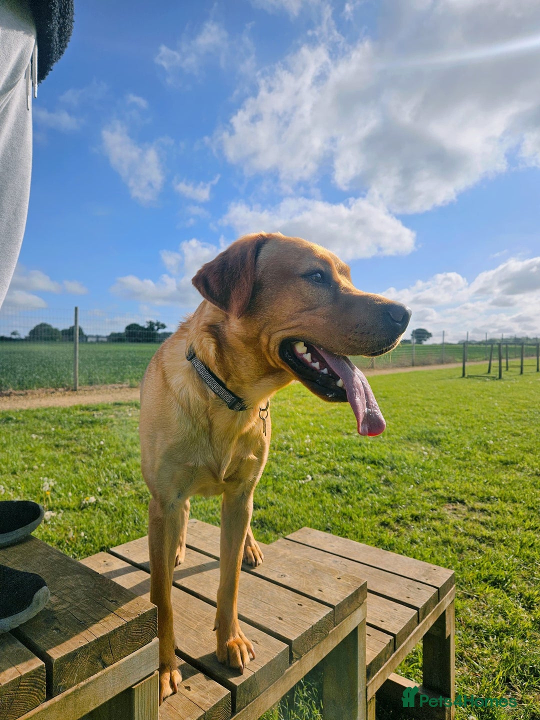 Labrador Retriever dogs for sale: BENSON  - Advert 2