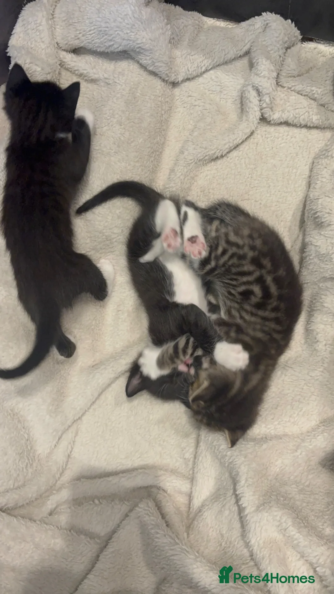 Mixed Breed cats for sale: Beautiful bengal cross kittens - Advert 16