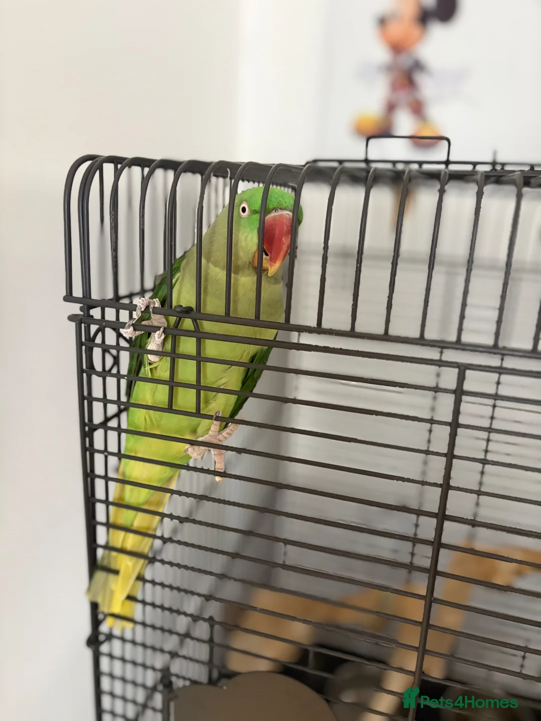 Parrots birds for sale: Female Big Alexander  in Wellingborough - Advert 6