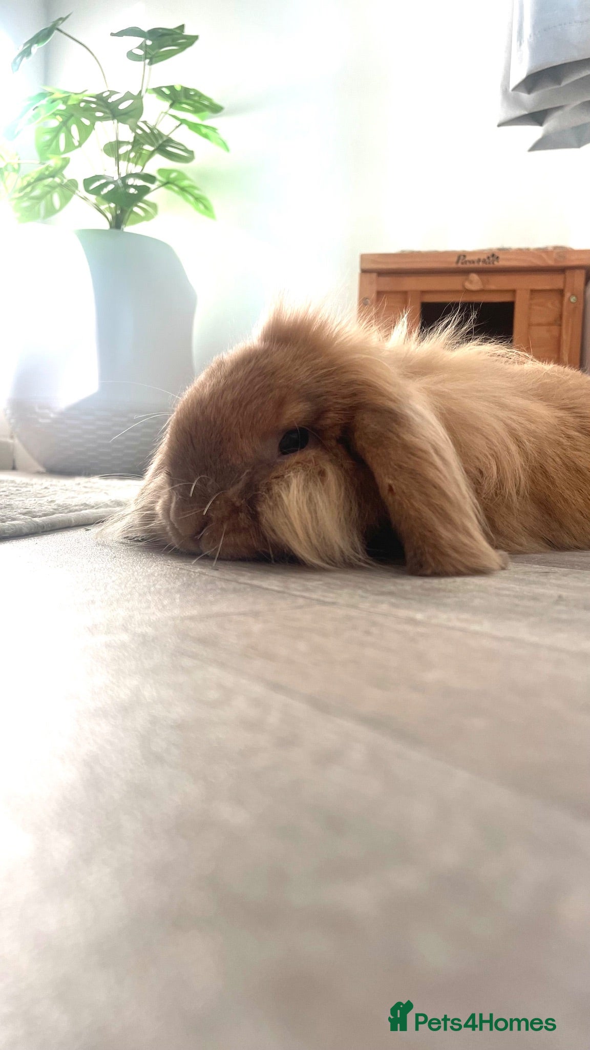 Mixed Breed rabbits Lovely male lop for rehome. - Advert 1