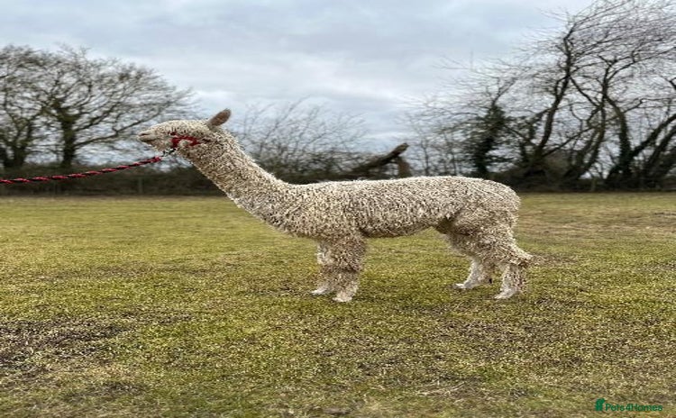 Alpaca livestock for sale in Dereham - Advert 10
