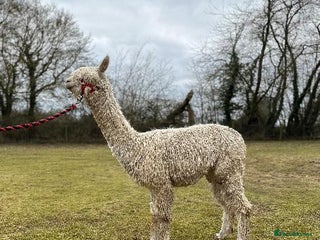 Alpaca livestock in Dereham - Advert 3