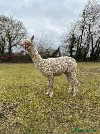 Alpaca livestock in Dereham - Advert 3
