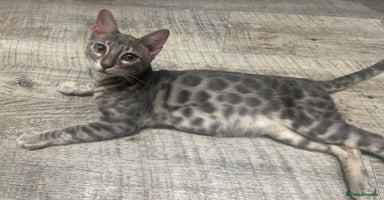 Bengal cats - Advert 2