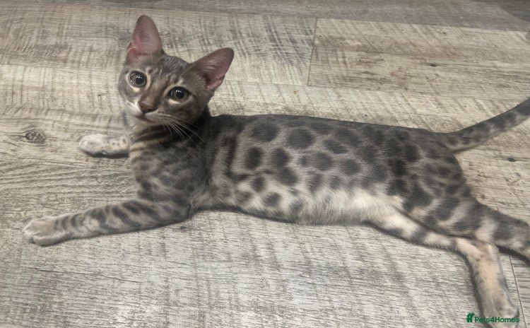 Bengal cats - Advert 12