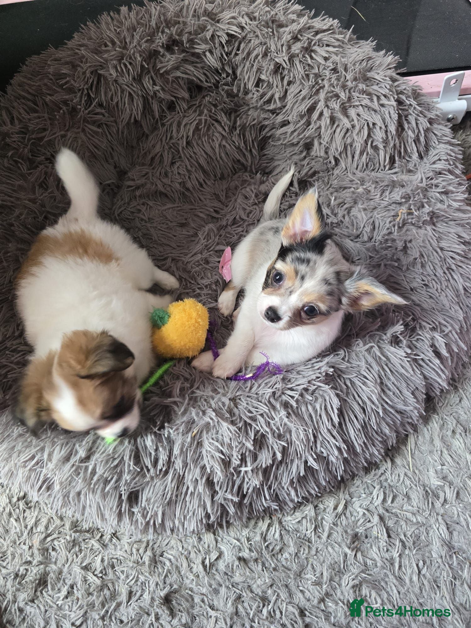 Chihuahua dogs Stunning long haired chihuahua puppies - Advert 7