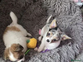 Chihuahua dogs Stunning long haired chihuahua puppies - Advert 6