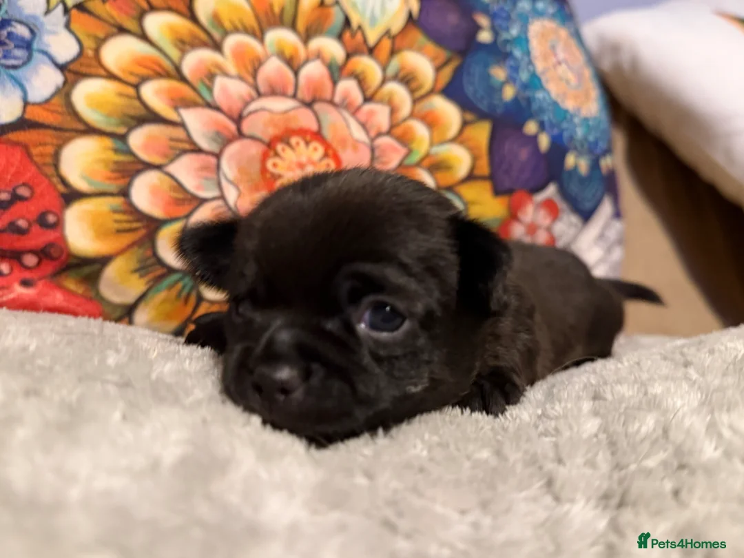 Chihuahua dogs for sale: Pretty Blue and Black Chihuahua Puppies - Advert 27