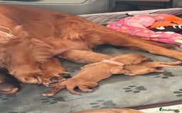 Cocker Spaniel dogs for sale: Gorgeously adorable Show Cocker Spaniels - Image 9