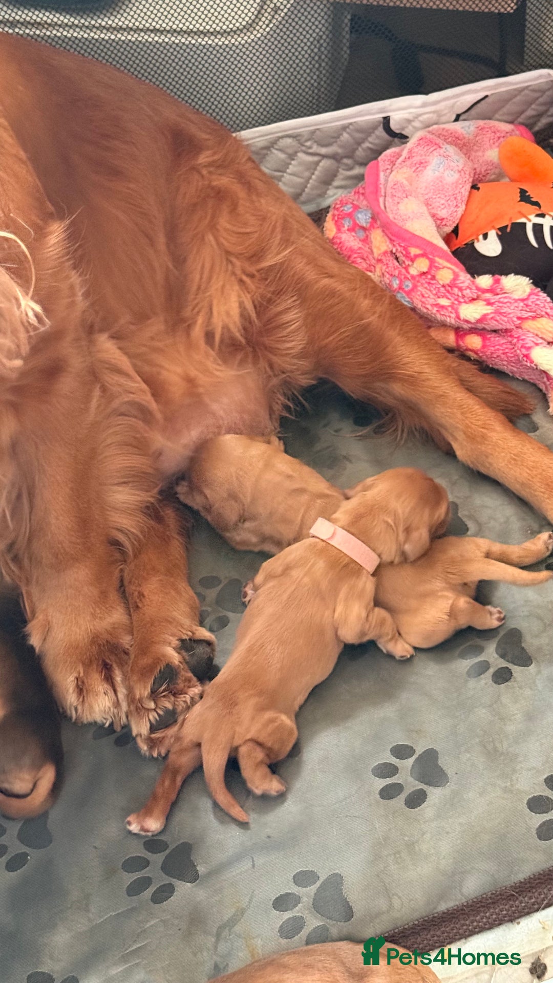 Cocker Spaniel dogs for sale: Gorgeously adorable Show Cocker Spaniels - Image 9