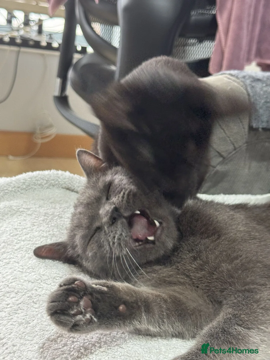 British Shorthair cats for sale: 2 Lovely cats for sale in Leeds - Advert 4