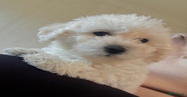 Poochon dogs Beautiful Poochon Puppies – Ready - Advert 3