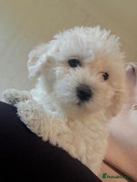 Poochon dogs Beautiful Poochon Puppies – Ready - Advert 3