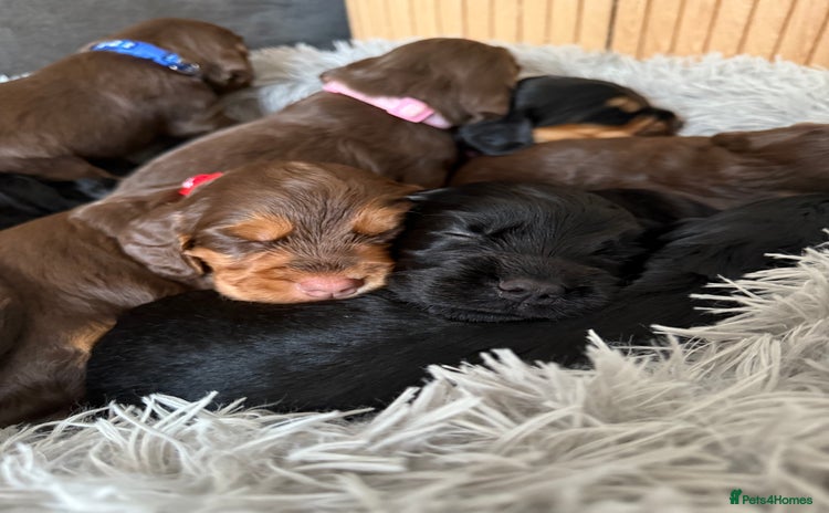 Sprocker dogs - Advert 1