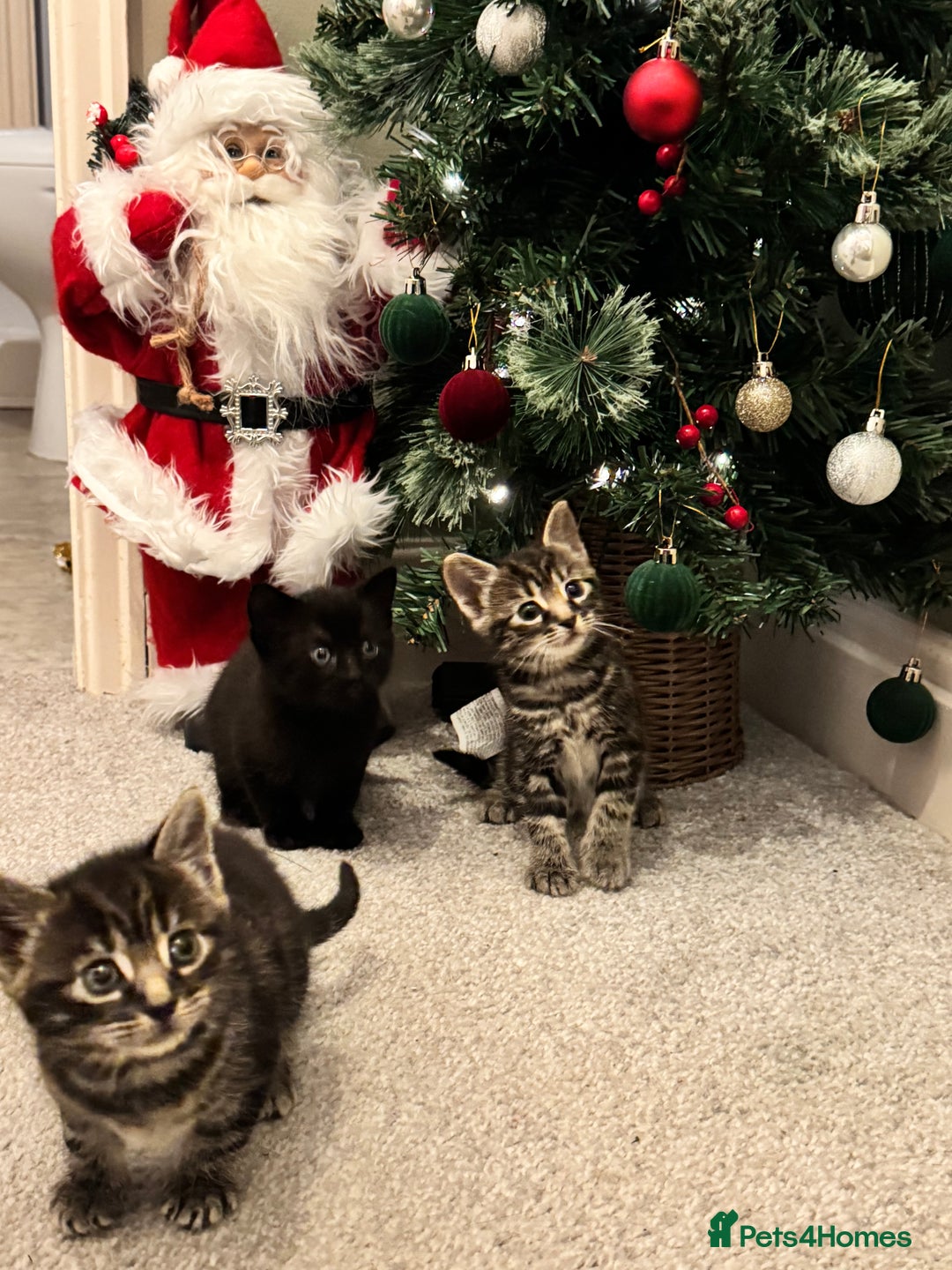 Mixed Breed cats for sale: Gorgeous Kittens ready to go in 2 weeks - Advert 17