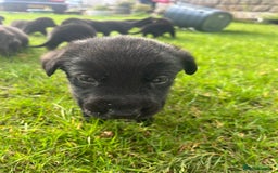 Mixed Breed dogs for sale: Shepard or puppies  - Image 2