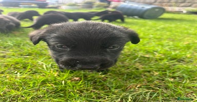 Mixed Breed dogs - Advert 11