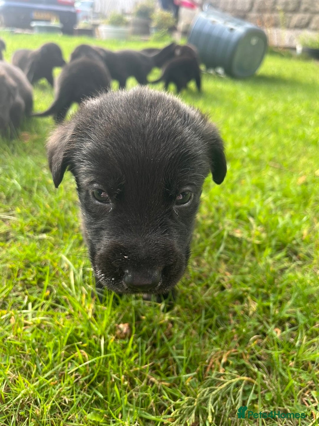 Mixed Breed dogs for sale: Shepard or puppies  - Image 2