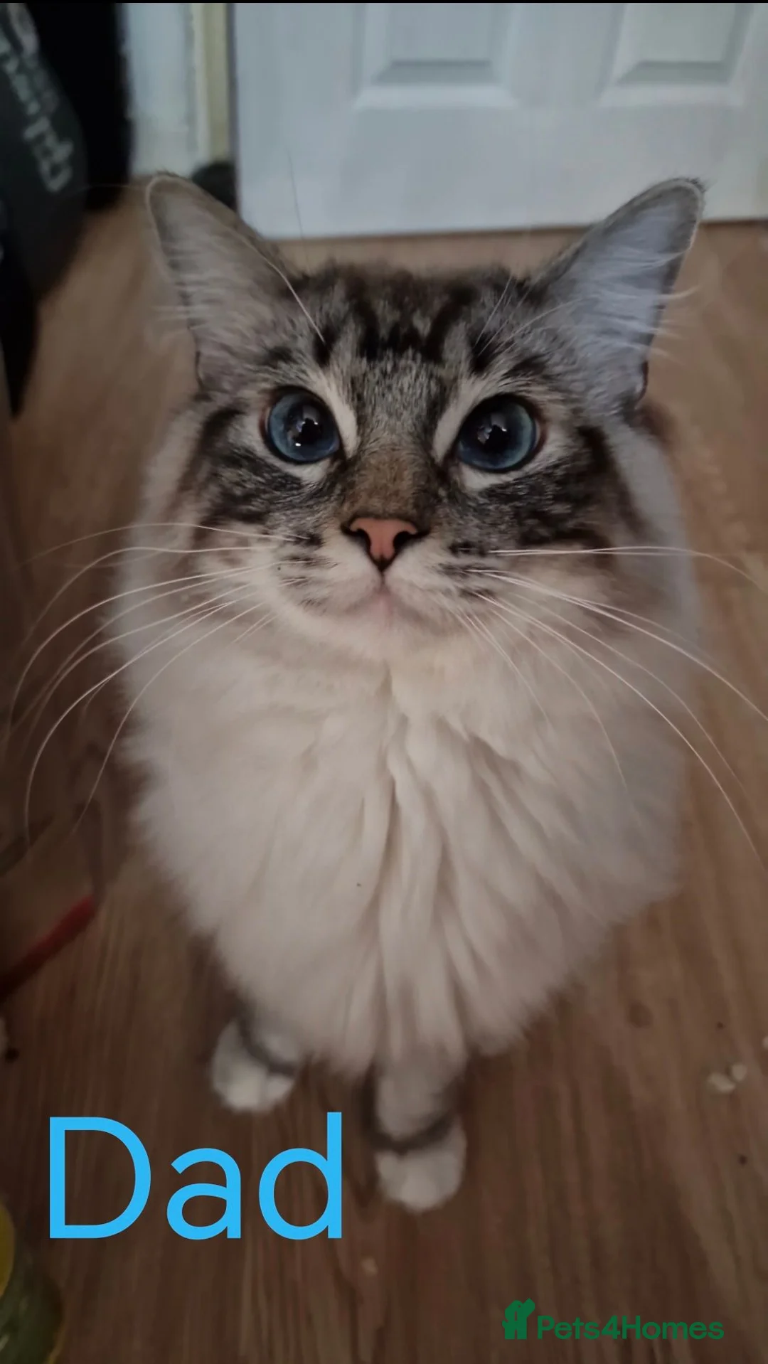 Ragdoll cats for sale: Purebred ragdolls Kittens for sale!  - Advert 7
