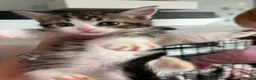 Mixed Breed cats for sale: Kittens for sale  - Advert 2